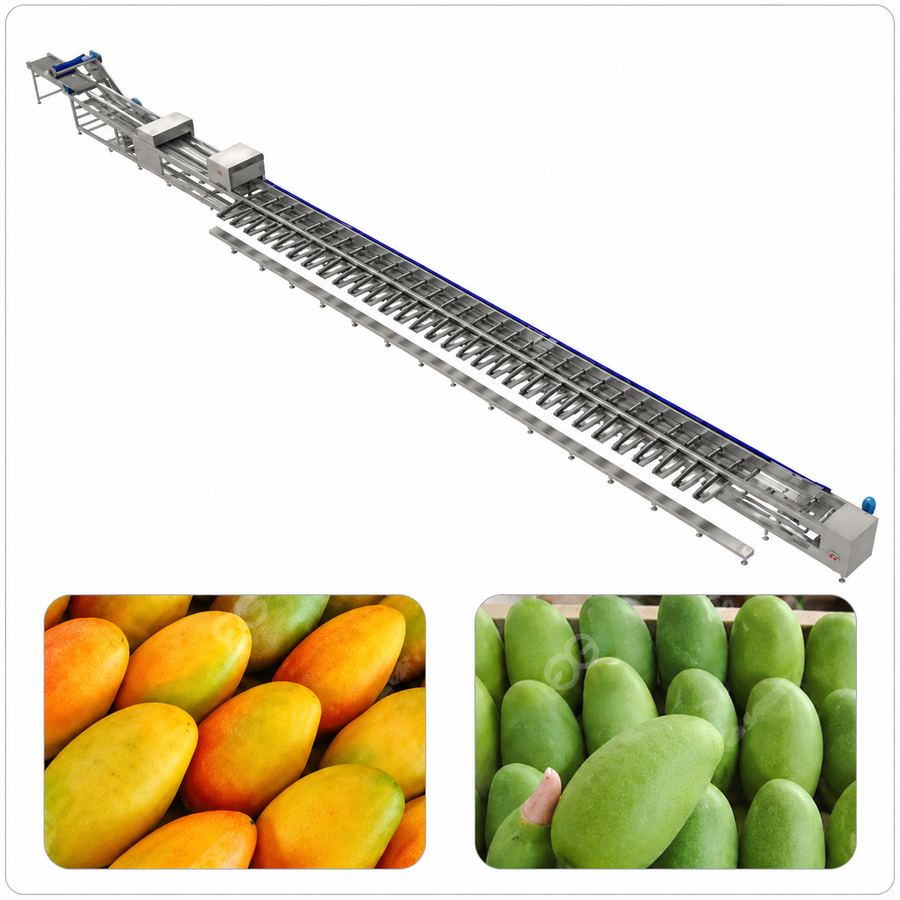 Automatic Mango Sorting & Grading Line